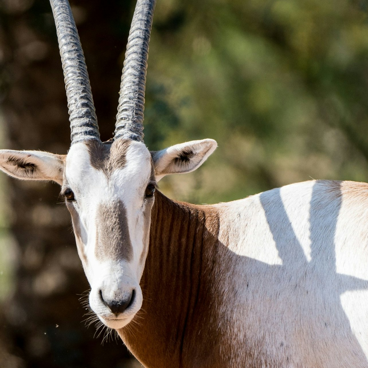 Dubai Safari Park: Entry Ticket + Safari Journey - Photo 1 of 6